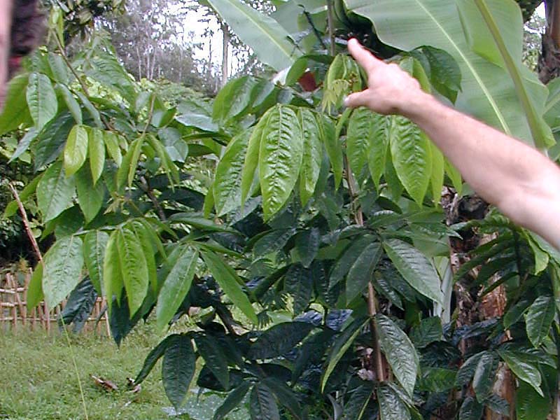 اینگا ادالیس